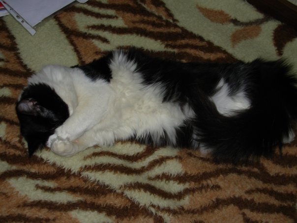 Котятовторник, 25.05.2010