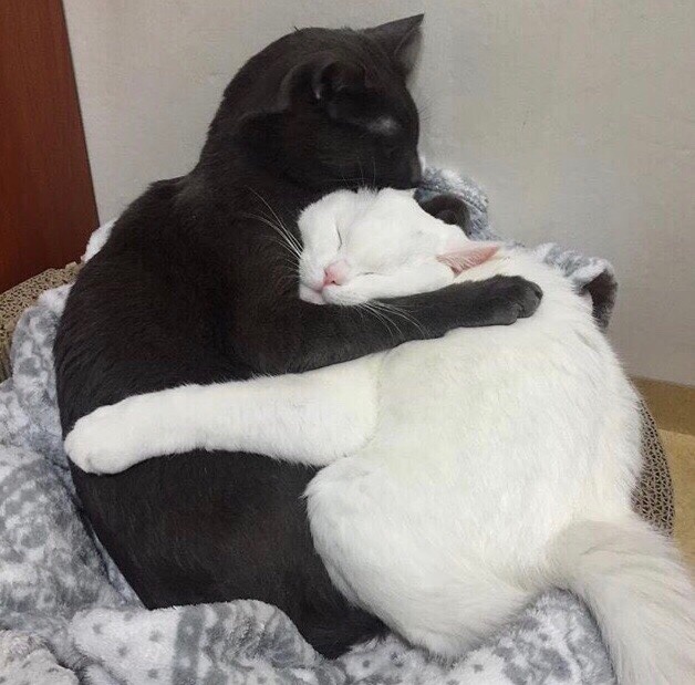 Прикольных котов пост