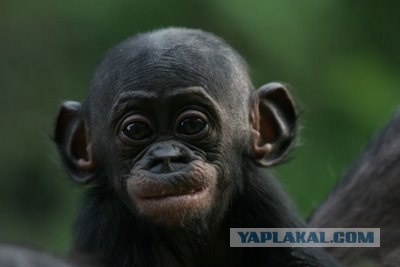 Заповедник Lola ya Bonobo в Конго