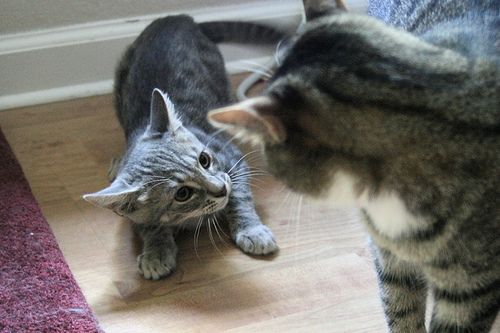 Это у котов-то эмоций не бывает?!