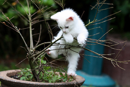 Начинаем котовторник!