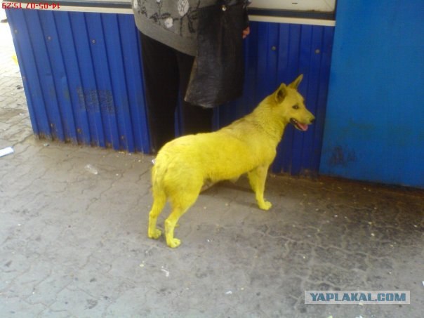 Голубая собака