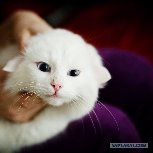 Котовторник объявляется открытым!