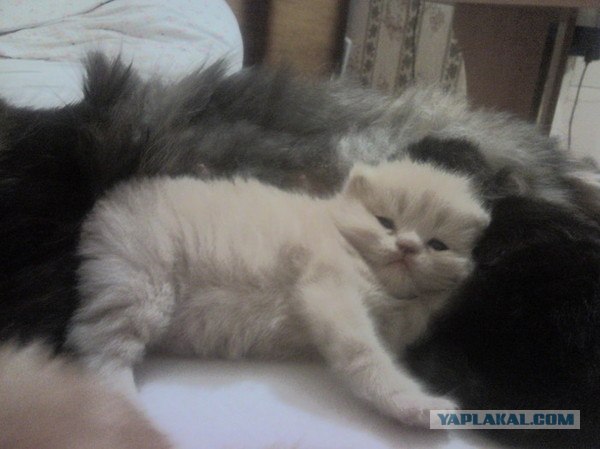 Котовторник в "КотоГетто"