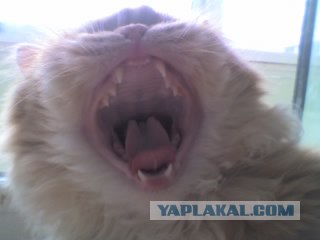 Зевни кота