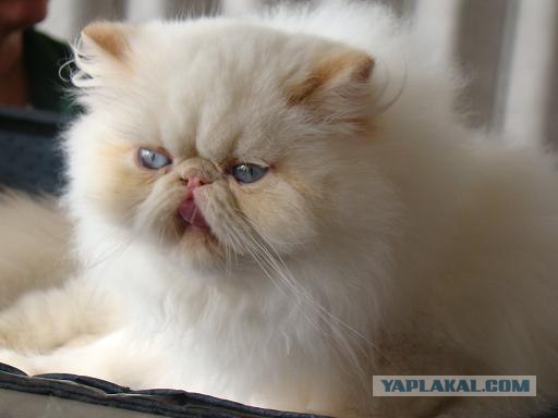 Котовторник 20.12.2011