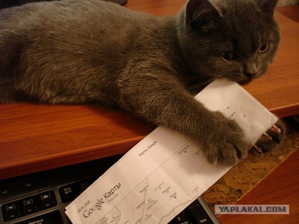 Котовторник (07.02.2012)