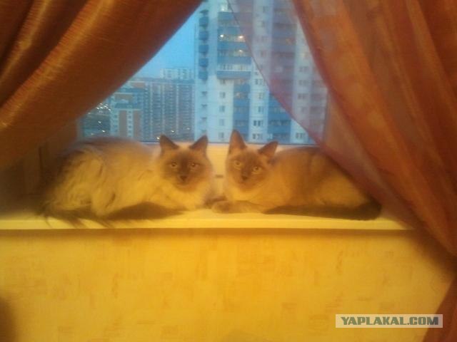Котовторник 24.04.2012