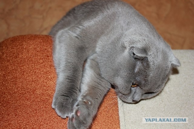 Котовторник (15.05.2012)