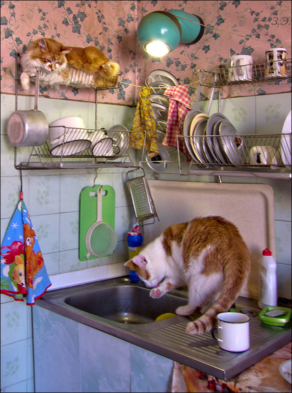 Котовторник  28.08.12