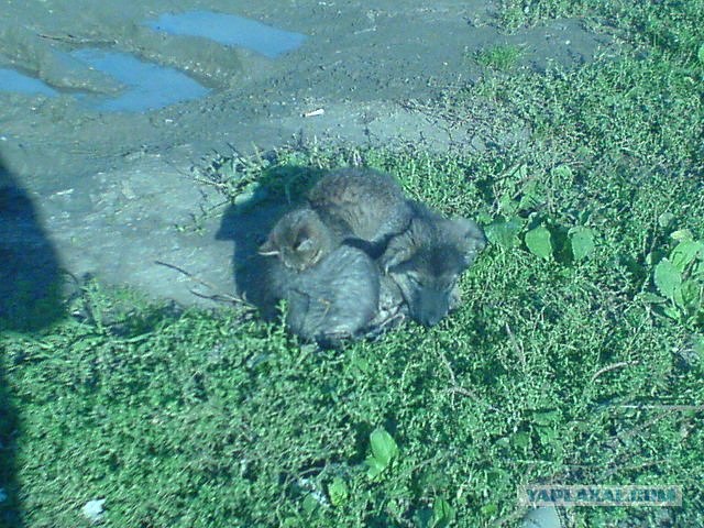 Они делают это каждый день