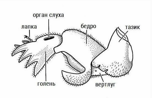 Какие функции выполняют органы крота и медведки обозначенные на рисунке