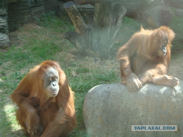 Московский зоопарк