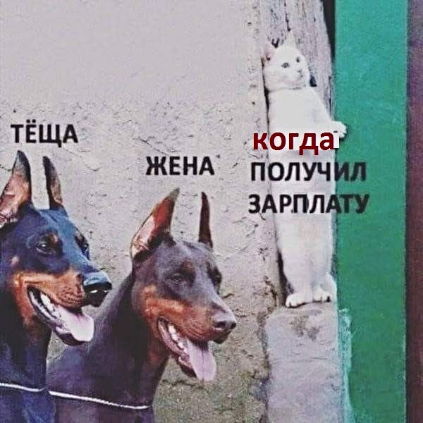 Анекдоты, соц-сети, истории и картинки с надписями
