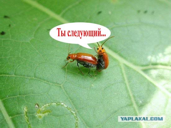 Он как бы нам машет?