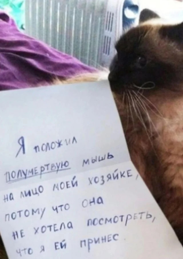 Подборка забавной живности