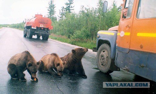 Медведь на проходной