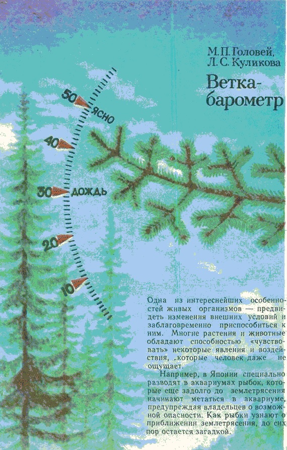 Еловый барометр