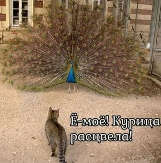 Так себе картинки 12.12.21