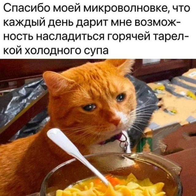 К котовторнику: подборка картинок-баянов с котиками и про котиков. Выпуск 42.