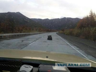 Утренник в лесу