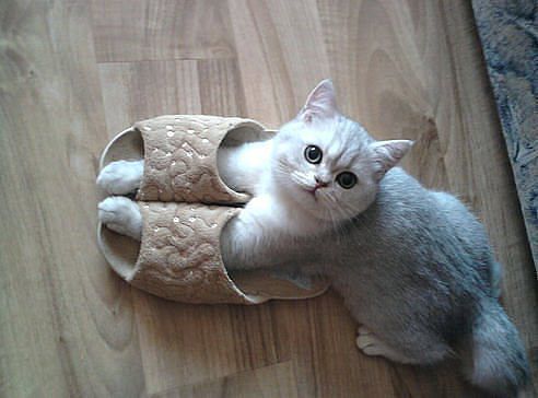 Пусть мама услышит, пусть мама придет - мимишность