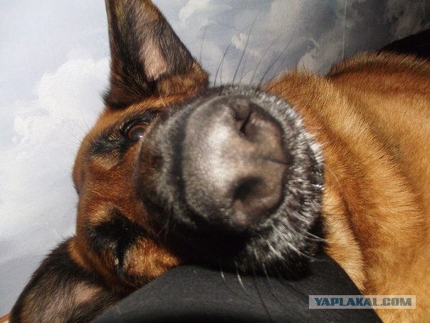 Собачья мимимишность