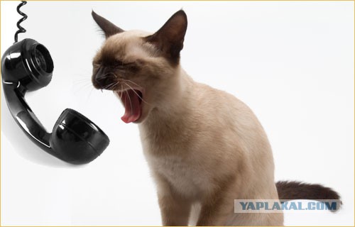 Коты ученых