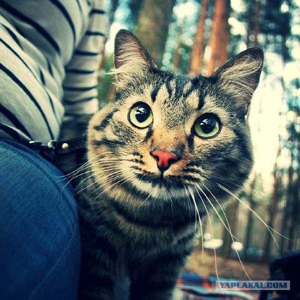 Котовторник 29.04.14.