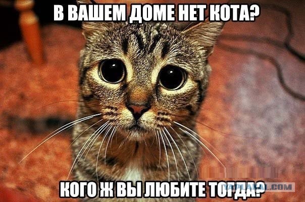Боитесь взять котенка с улицы или из приюта?