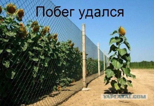 Картинки
