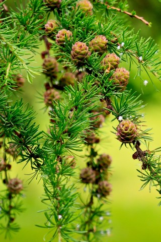 Плюсомет со шпалометом