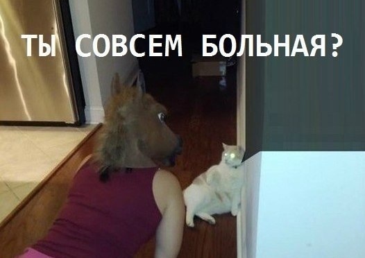 Довела кота до инфаркта