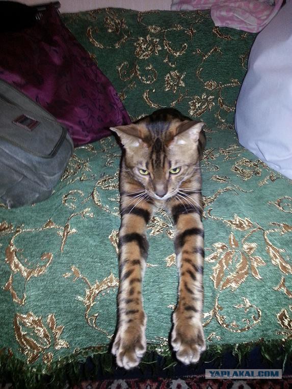 Котовторник 20.01.2015