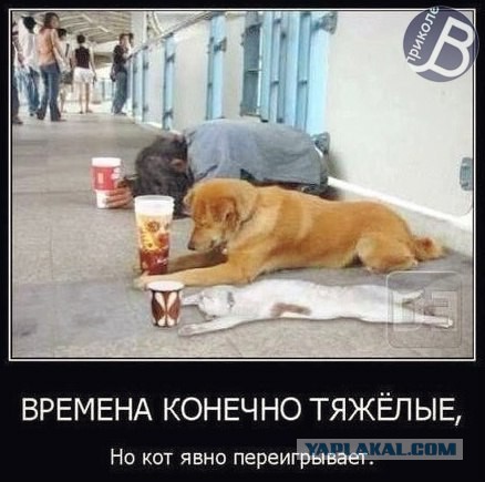 Известные котомемы.