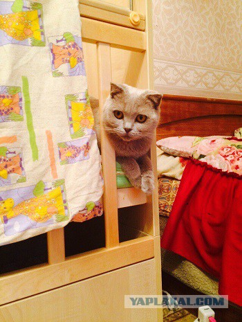 Котовторник 11.08.2015