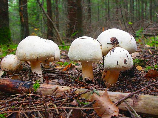 О чём думают грибы?