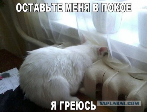 Забавные картинки из Сети