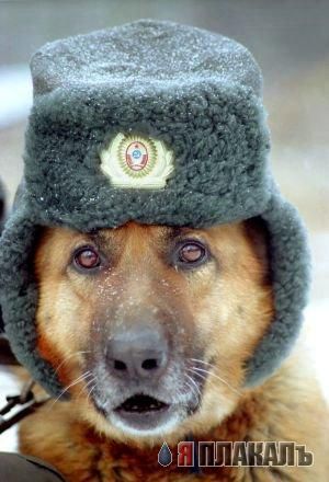 СОБАКИ и ЩЕНКИ. Все про собак!