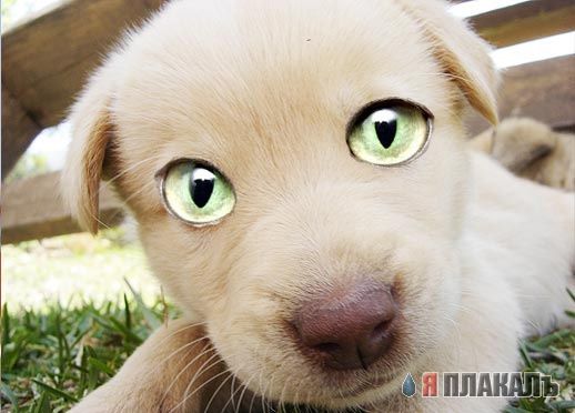 СОБАКИ и ЩЕНКИ. Все про собак!