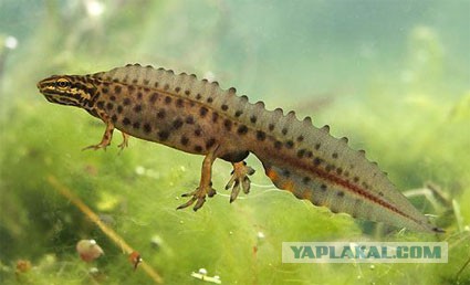 Леопард-рыбак. чот тоже рыбки захотелось!