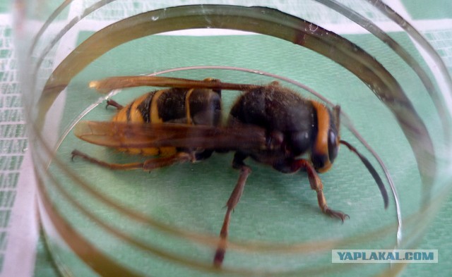 Шершни — «летающие тигры»