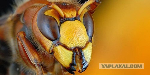 Не бойтесь шершней!