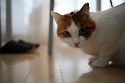 Коты, кошки, котята