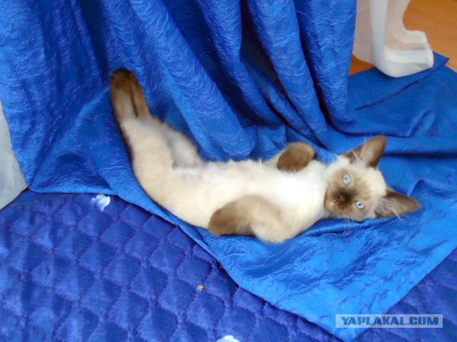 Когда позируешь как фотомодель