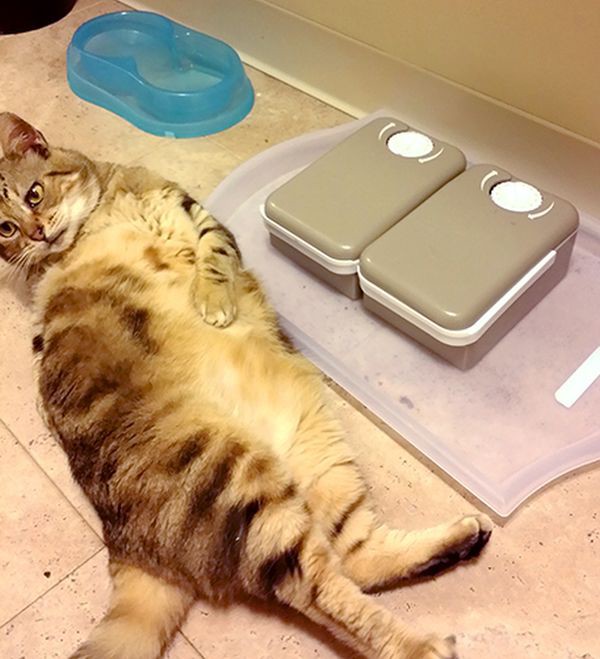 Коты из сети