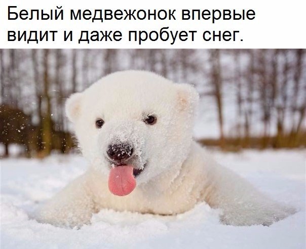 Самые смешные животные