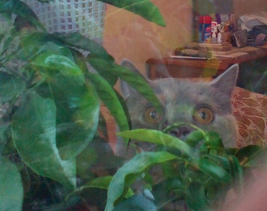 Котовторник 21.02.2017