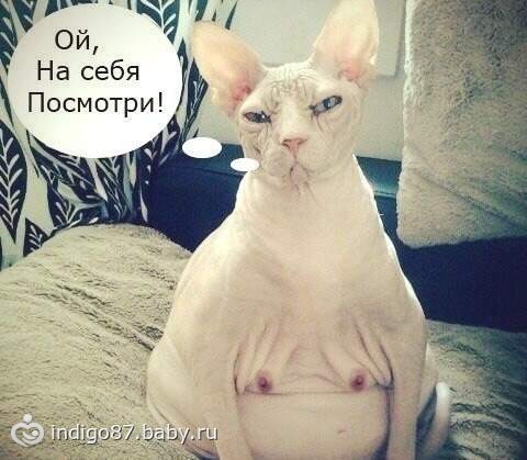Любопытные факты о броненосцах
