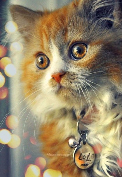 Коты и Кошки